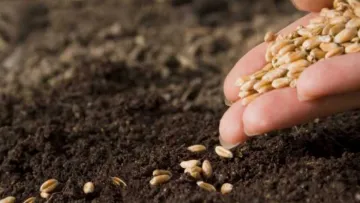 Лише два інгредієнти і трохи часу: як перевірити, чи придатне насіння для посадки