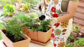Повільне вбивство: шість поширених помилок у догляді, якими ви власноруч нищите свої квіти