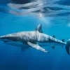 В Антарктиці зафіксували велику полярну акулу: відкриття, яке змінює уявлення про морське життя