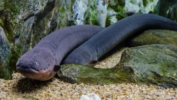 Електричний вугор і його суперсила: як риба генерує розряд до 800 вольт і не шкодить собі