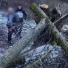 На Закарпатті восьмирічну дівчинку вбило дерево: через що сталась трагедія