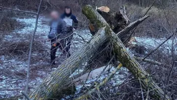 На Закарпатті восьмирічну дівчинку вбило дерево: через що сталась трагедія