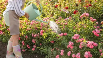 Коли поливати троянди для гарного цвітіння: садівники дали чітку відповідь