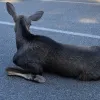 На Київщині під колеса авто потрапила юна красуня: водій збив лосицю й навіть не зупинився – чи вижила тварина