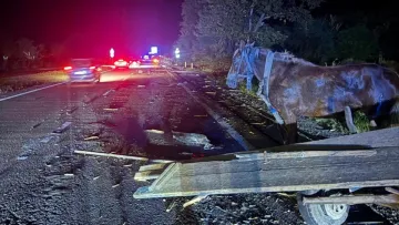 На Львівщині сталася «ДТП року»: дорогу між собою не поділили позашляховик та кінна підвода – які наслідки