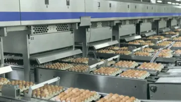 Іспанцям смакують українські яйця: скільки вітчизняним виробникам вдалося заробити на експорті