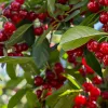 Невибагливі та легкі у догляді: які дерева можна без особливих проблем виростити у саду