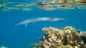 Азовське море промерзло на 200 метрів: експерт попередив про загрозу масової загибелі риби