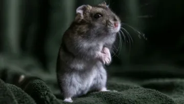 Миша побувала в космосі і народила дитинчат: внаслідок цього дослідники зробили важливе відкриття