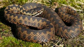 На Львівщині змії відправили у лікарню кількох жінок: відомо, у якому стані перебувають потерпілі