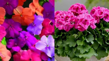 Нестерпне сусідство: садівники назвали 9 пар квітів і рослин, які не варто садити поруч