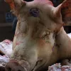 «Вироблено 33% від загального обсягу»: в Україні скоротилося виробництво м'яса