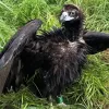 В Україні підстрелили унікального птаха, якого випустили на волю у Німеччині: чорному грифу нині рятують життя