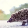 Їжаків може врятувати ультразвук: вчені розповіли, як можна зменшити кількість вбитих тварин на дорогах