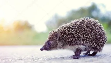 Їжаків може врятувати ультразвук: вчені розповіли, як можна зменшити кількість вбитих тварин на дорогах