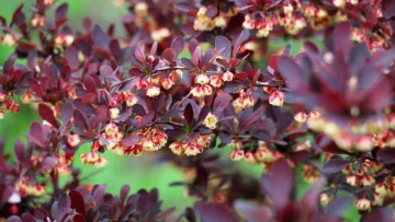 Оминайте десятою дорогою: садівники назвали кущ, який «кишить» кліщами