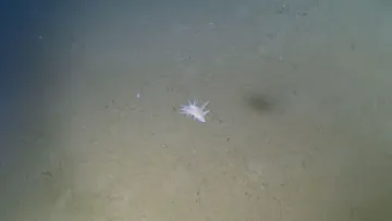Морська істота, яку неможливо ідентифікувати: вчені шоковані знахідкою на глибині 9 тисяч метрів
