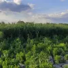 Який вигляд зараз має Каховське водосховище: екологи шоковані наслідками підриву ГЕС росіянами – відео 