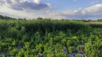 Який вигляд зараз має Каховське водосховище: екологи шоковані наслідками підриву ГЕС росіянами – відео 