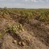 Франція на межі продуктової кризи: за прогнозами аграріїв, урожай картоплі впаде до 30-річного мінімуму