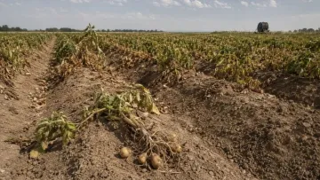Франція на межі продуктової кризи: за прогнозами аграріїв, урожай картоплі впаде до 30-річного мінімуму