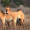 Підірвався на російській міні: під Чорнобилем загинув червонокнижний кінь Пржевальського 