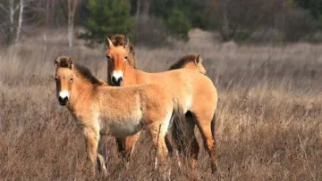 Підірвався на російській міні: під Чорнобилем загинув червонокнижний кінь Пржевальського 