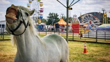 38 трюків за три хвилини: до Книги рекордів Гіннеса потрапив дуже незвичний фокусник – мова не про людину
