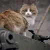 Ситуація з «мобілізованим» котом завершилася хеппі-ендом: що в підсумку сталося з тваринкою та хто її поцупив