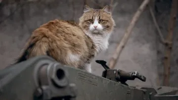 Ситуація з «мобілізованим» котом завершилася хеппі-ендом: що в підсумку сталося з тваринкою та хто її поцупив