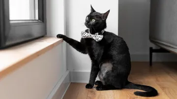 Українцям, які планують завести кота, варто задуматися: науковці прийшли до шокуючих висновків