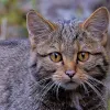 У Карпатах зустріли лісового кота, який ловив рибу: милі фото незвичного рибалки