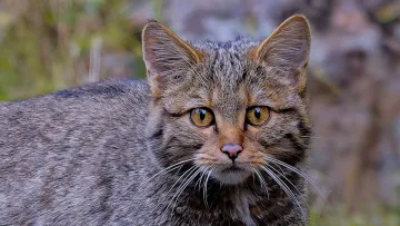 У Карпатах зустріли лісового кота, який ловив рибу: милі фото незвичного рибалки