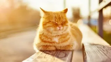 Яка погода завтра, 13 березня: впродовж наступної доби на всій території України буде малохмарною й без опадів