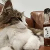 Відтепер з котами та собаками можна не лише бавитися, а й випивати: для чотирилапих винайшли вино – яка ціна