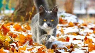 Яка погода завтра, 25 листопада: в більшості областей України через вплив антициклону переважатиме суха погода