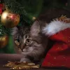 Як захистити новорічну ялинку від кота: дієві поради, аби домашній улюбленець не зіпсував свято