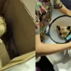 Під завалами будинку в Києві знайшли живого кота: зворушливі історії порятунку тварин після обстрілів