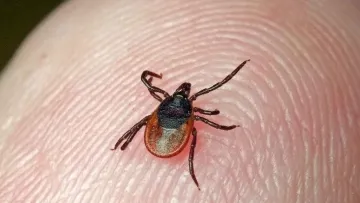 Невидима загроза під боком: де у вашій квартирі можуть ховатися кліщі та як запобігти їх появі