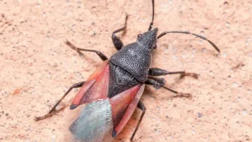 «Схоже на якийсь фільм жахів»: столицю України Київ заполонили клопи – жуків сотні тисяч