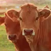 У Львові через дії ТЦК ледь не загинуло дві корови: водія, який перевозив тварин було мобілізовано