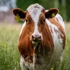 На Волині спалахнула смертельна хвороба: що таке сімулідотоксикоз і чим він небезпечний
