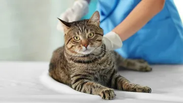 В Україні запрацював банк крові для котів: в якому місті відкрили незвичну установу