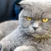 Кіт на вас сердиться: експерти назвали поведінкові сигнали, які господарі часто ігнорують