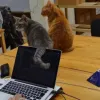 12 котів понад 20 років працюють в японській ІТ-компанії: яку роботу виконують пухнастики