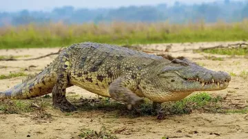 Яйця віком 152 мільйони років: вчені зробили неочікувану знахідку на заході Португалії