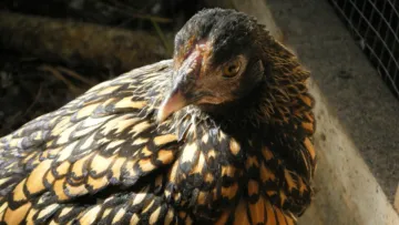 Могла стати бульйоном чи стріпсами, а потрапила до Книги рекордів Гіннеса: у США знайшли курку-довгожительку