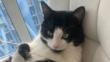 Науковці з Франції з'ясували, чому коти ігнорять господарів: йдеться не про гоноровий характер вусатих