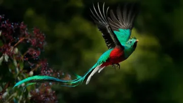 У Гватемалі знайшли рідкісну пташку, за вбивство якої карали смертю: її вид перебуває під загрозою зникнення