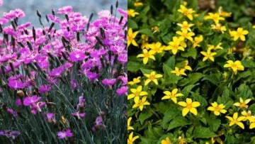 Забудьте про сапу: ці 12 квітів врятують ваш сад від бур'янів